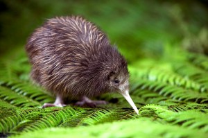Kiwi_2