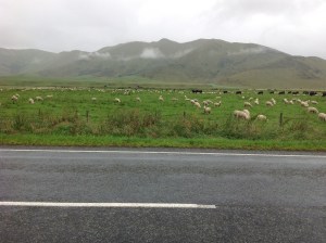 Lampaita 30miljoonaa