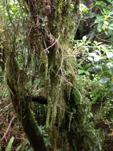 Puu jossa kasvaa köynnöskasvi